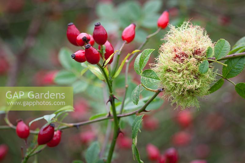 Diplolepis rosae - Rose bedeguar gall, Robin's pincushion gall, or moss gall growing amongst rose hips. 