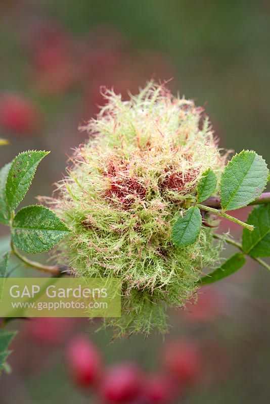 Rose bedeguar gall, Robin's pincushion gall, or moss gall growing amongst rose hips. Diplolepis rosae