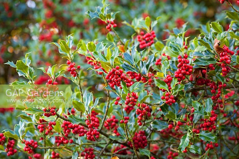 Ilex aquifolium - Holly berries. 