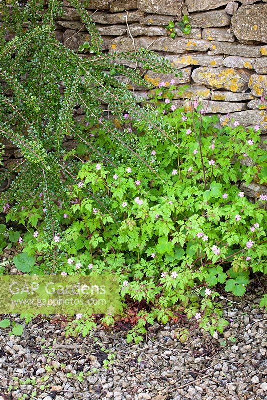 Geranium robertianum - Herb Robert growing at the base of a dry stone wall. 