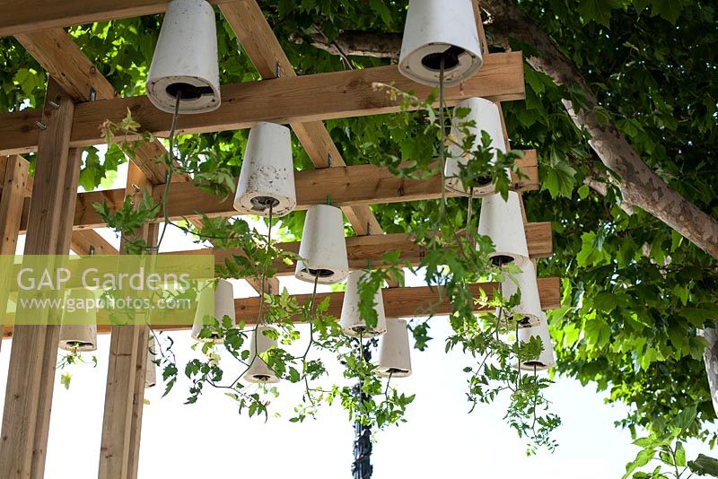 Plants grown upside down in pots for more space