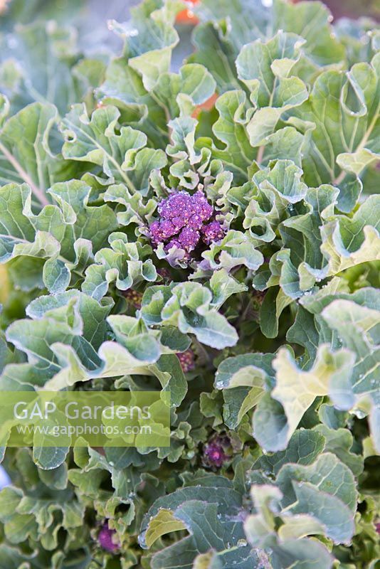 Growth development of Broccoli 'Early Purple Sprouting'