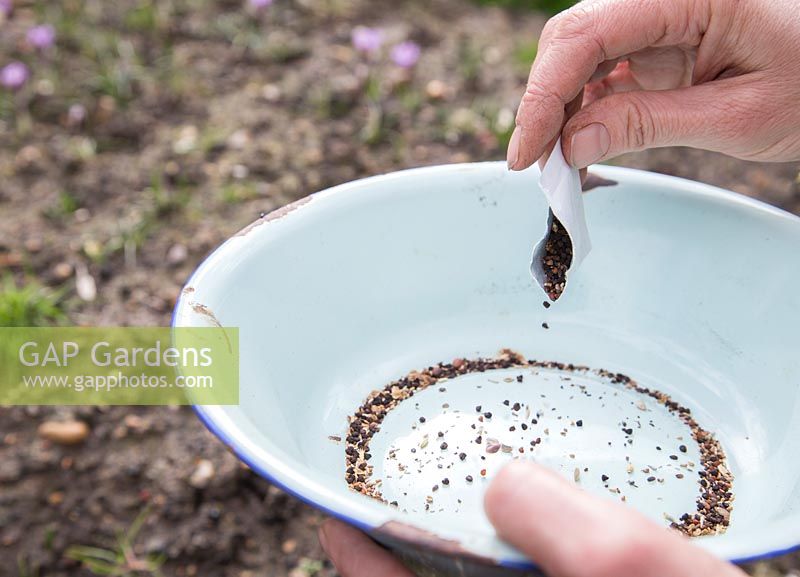 Emptying seeds into enamel bowl. 