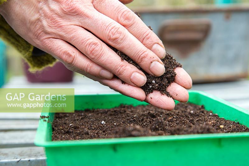 Covering seeds with a thin layer of compost