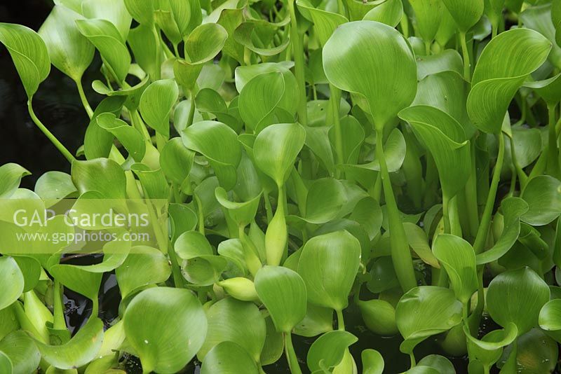 Eichhornia crassipes - Water Hyacinth close up of plant