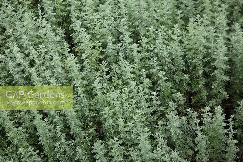 Artemisia camphorata close up of plant