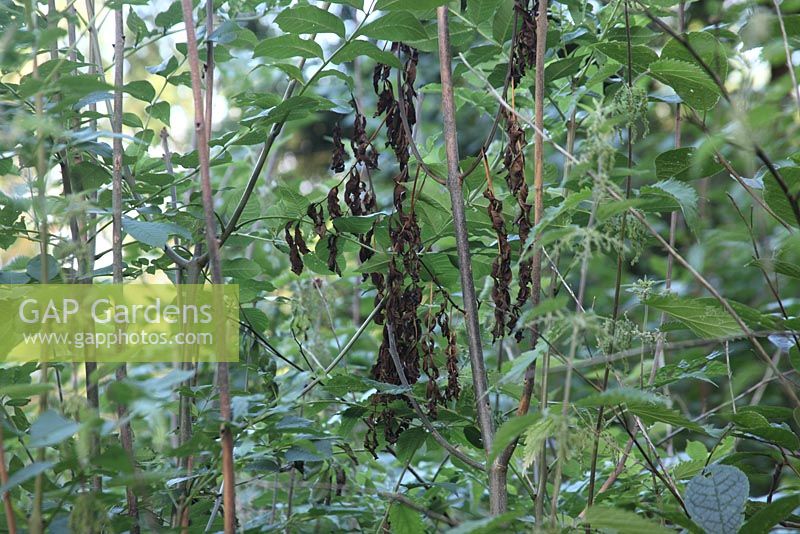 Chalara fraxinus - Ash dieback showing rapid death of new season growth