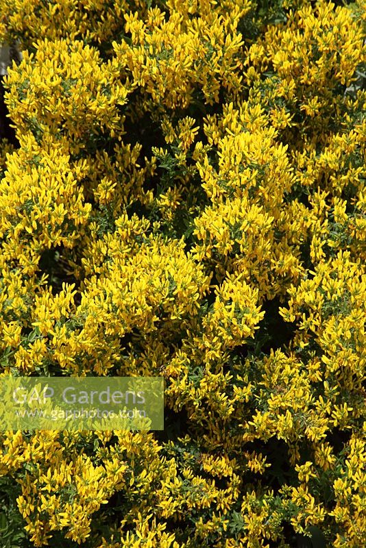 Genista tinctoria - Dyers Greenweed plant in flower