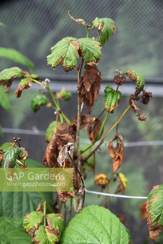 Didymella applanata - Spur blight on raspberry plant