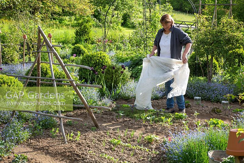 In a vegetable patch with a wooden haystack support, freshly planted seedlings are covered with a fleece