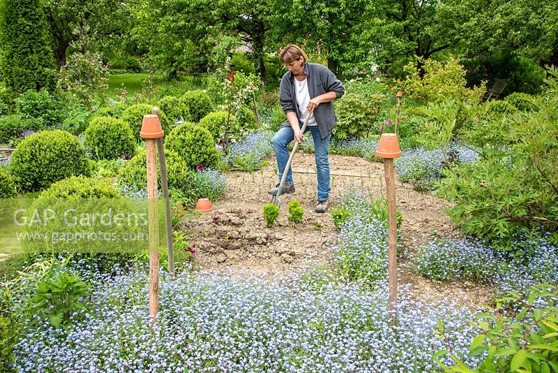 gardener loosening the soil with a digging fork next to rows with box spheres