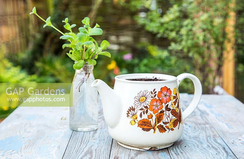 Mint Cuttings and a teapot