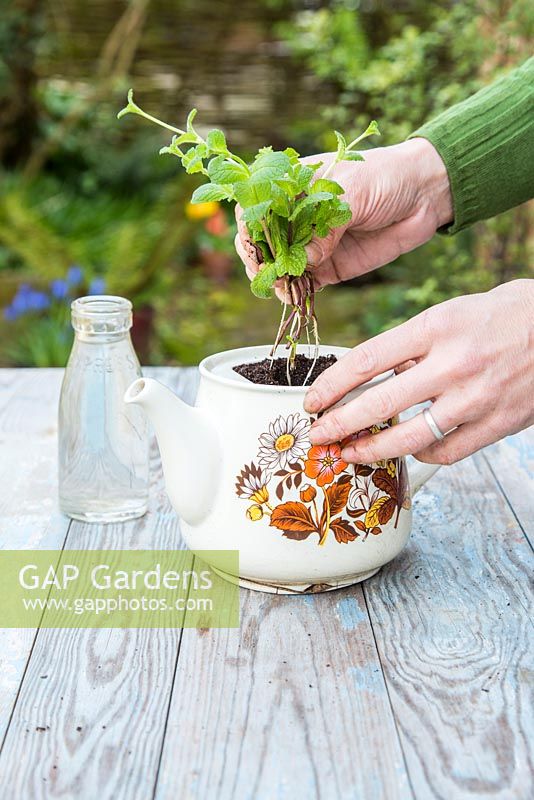 Potting on Mint cuttings into a teapot