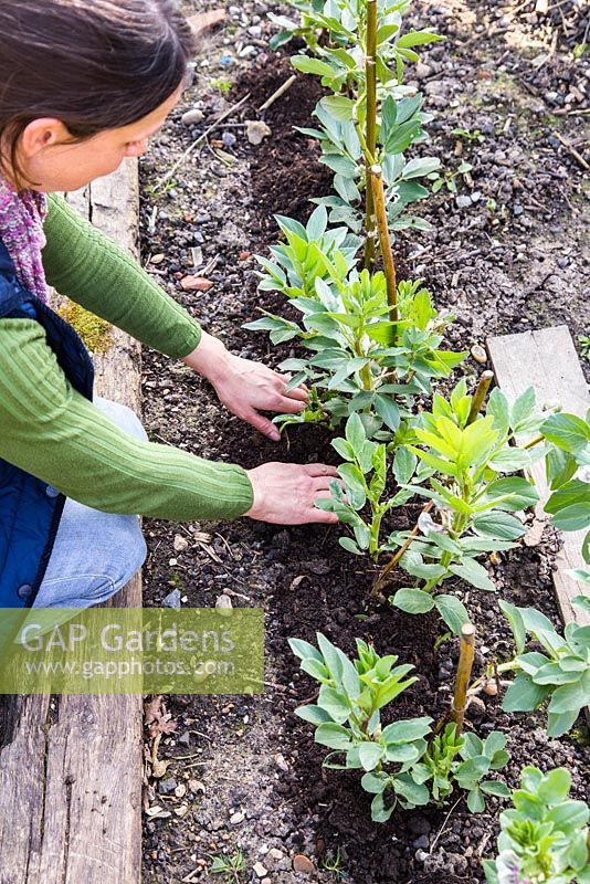 Adding compost mulch to Broadbean 'Aquadulce Claudia'