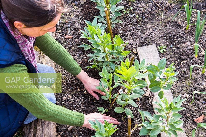 Adding compost mulch to Broadbean 'Aquadulce Claudia'