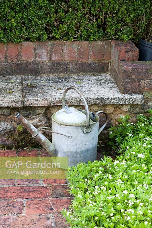 Metal watering with Sweet - Woodruff Galium odoratum in spring - Vale End, Surrey