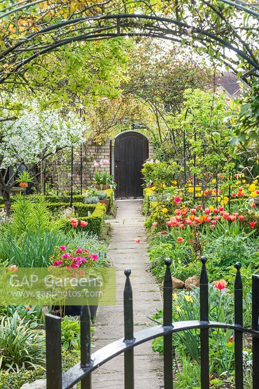 Formal town garden in spring. View along path with morello cherry, roses trained over arches, box edging, azalea in pot and tulips.