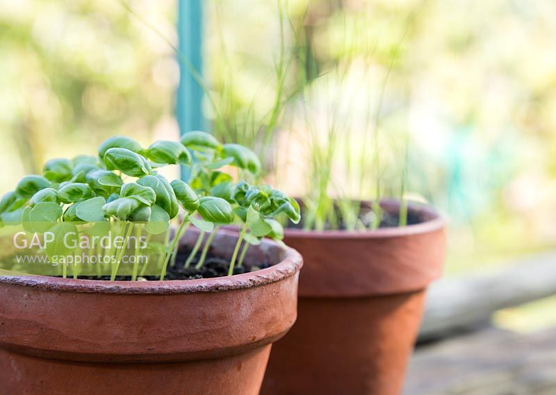 Sweet Basil and Chives seedlings