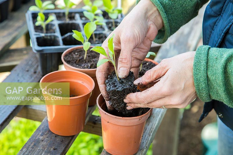 Potting on Aubergine 'Long Purple 3' seedlings