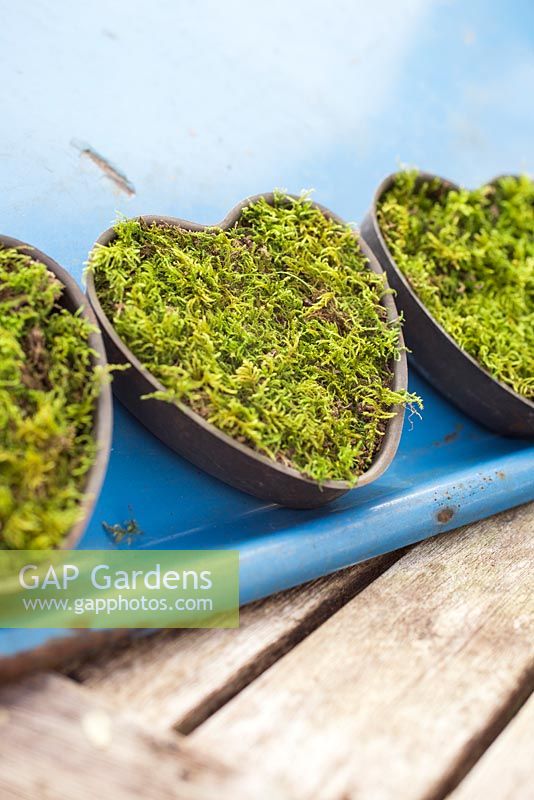 Heart shaped containers planted with moss, against blue metal tray