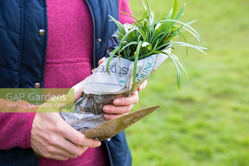 Dividing and replanting Galanthus nivalis. Woman carrying Galanthus wrapped in newspaper