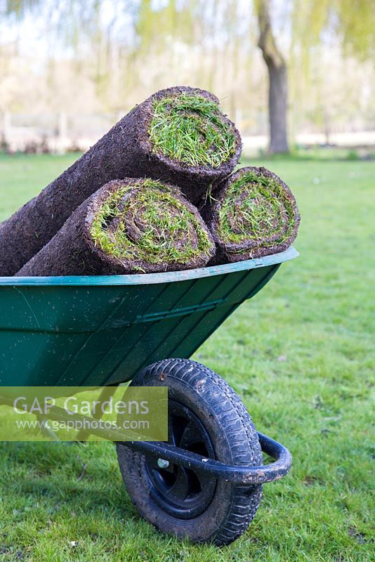 Wheelbarrow containing fresh turf rolls for resurfacing lawn
