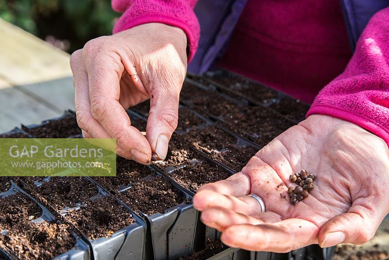 Sowing Sweet Pea 'Sugar Almonds' seeds in root trainers