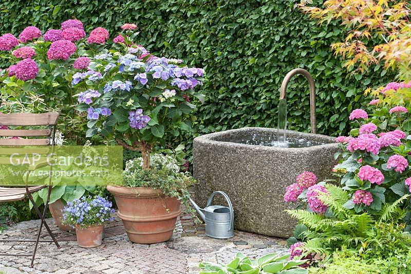 Hydrangea macrophylla, Hosta, Viola cornuta - horned violet in containers.  Hedera 'Efeu' on wall behind fountain water feature