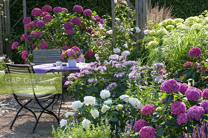 Hydrangeas - Table and chairs on terrace
