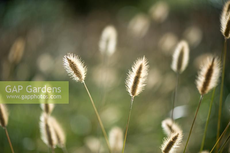 Pennisetum Thunbergii 'Red Buttons'