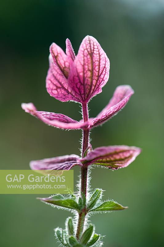 Salvia viridis 'Rosea'