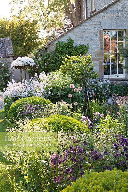 Self seeded Aquilegia, Alliums and Hesperis -Sweet Rocket amongst Buxus balls in country garden. The Old Rectory, Dorset