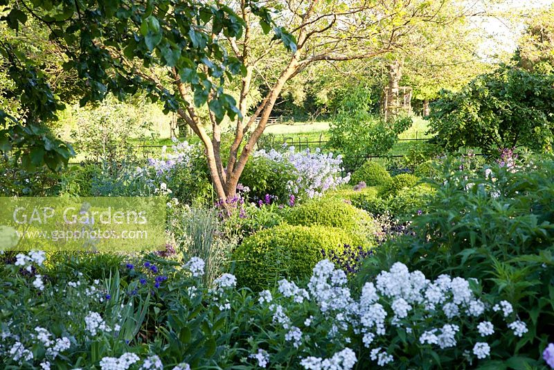 Summer planting of Iris, Aquilegia, Sweet Rocket and Buxus balls with countryside beyond The Old Rectory, Dorset