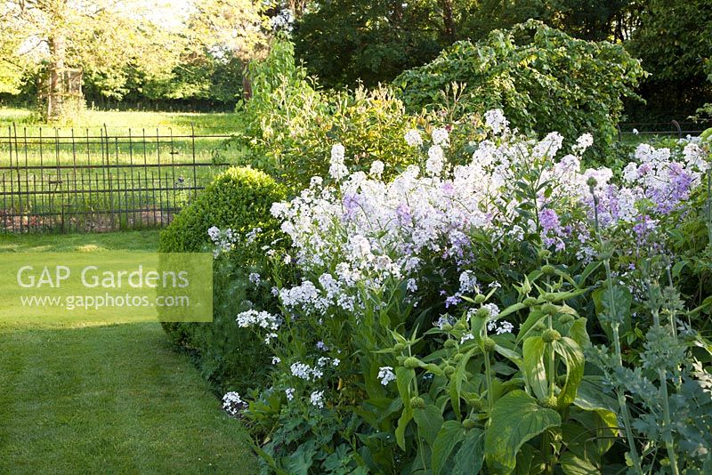 Hesperis, Sweet Rocket clipped Buxus and Phlomis alongside grass pathway with countryside beyond. The Old Rectory, Dorset