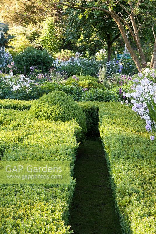 Decorative rows of clipped Buxus parterre hedging with summer planting of Sweet Rocket. The Old Rectory, Dorset
