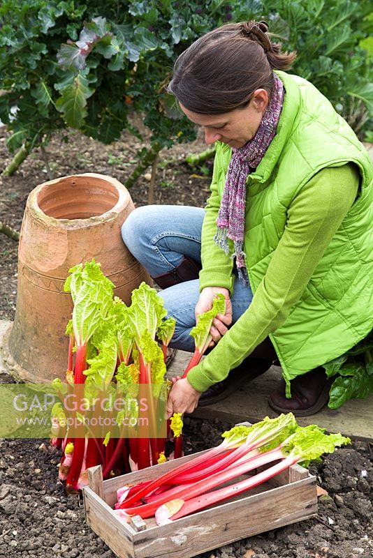 Woman harvesting Rhubarb. 