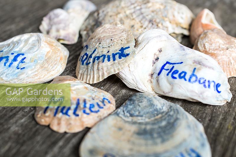 Plant labels Mark II. Using seashells as labels for coastal themed plants. 