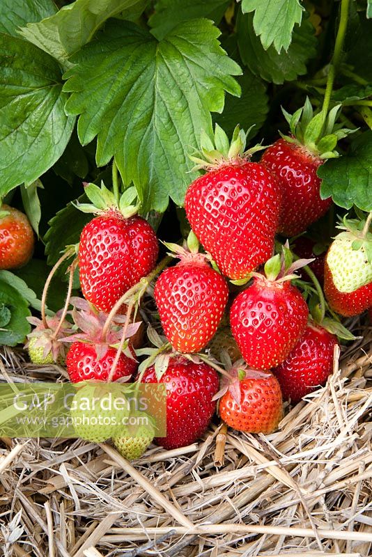 Fragaria x ananassa 'Symphony' - Strawberry