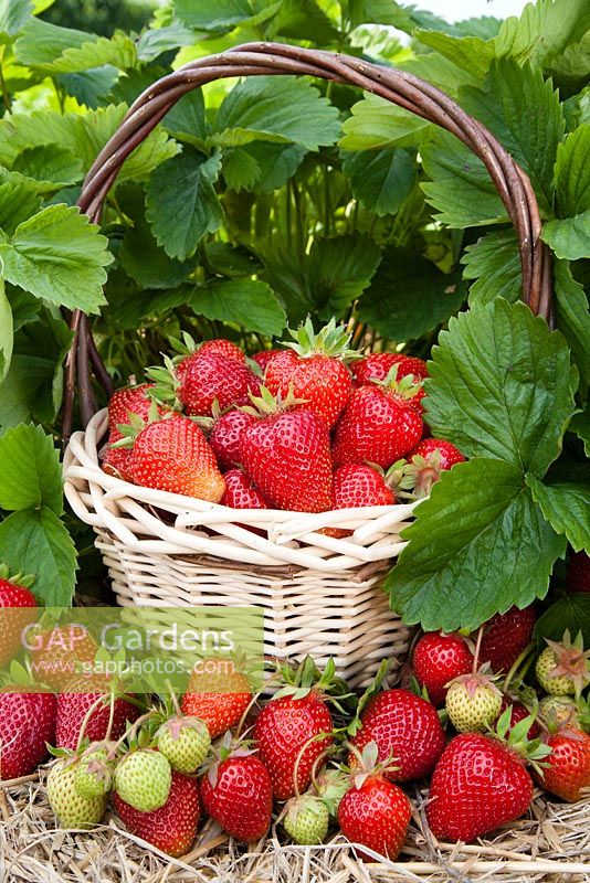 Strawberry - fragaria x ananassa 'Symphony'