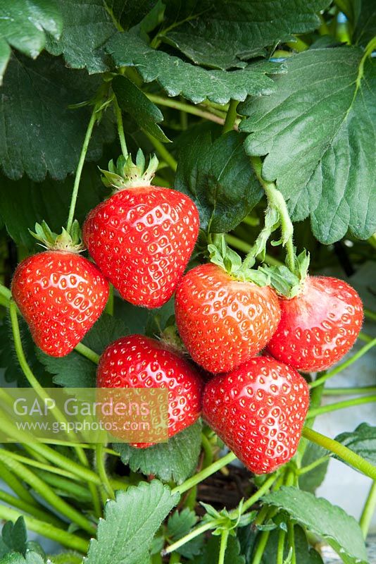 Fragaria x ananassa 'Malling Centenary' - Strawberry