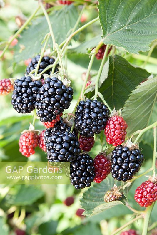 Rubus fruticosus 'Navaho' - Blackberry