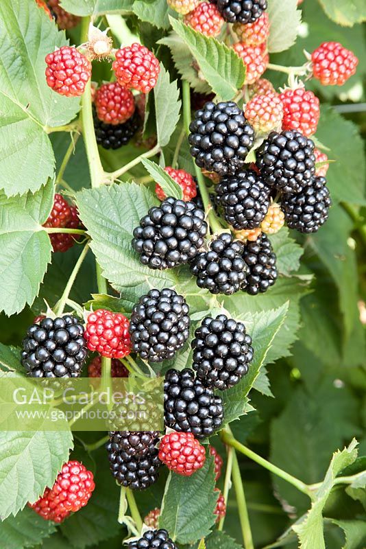 Rubus fruticosus 'Chester' - Blackberry
