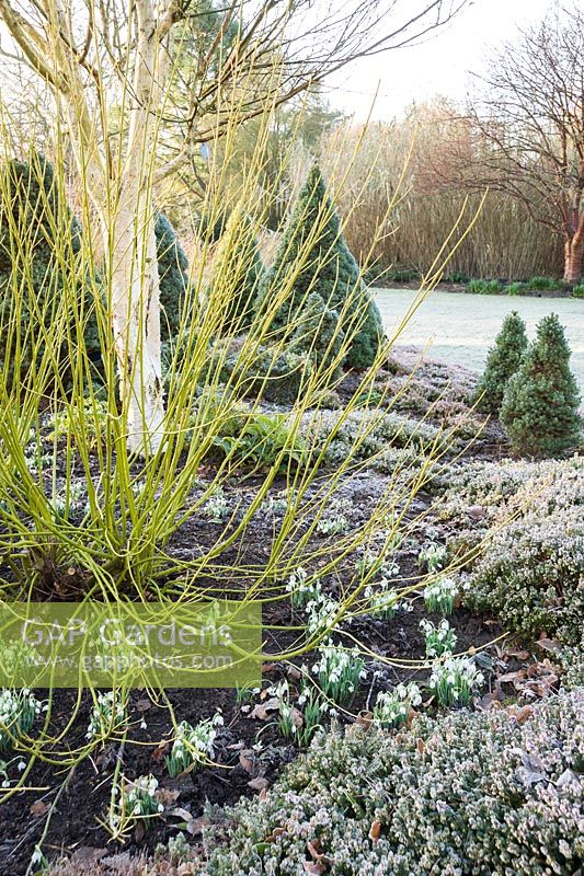 Cornus sericea 'Flaviramea', AGM, with snowdrops and heather. Sir Harold Hillier Gardens, Ampfield, Romsey, Hants, UK