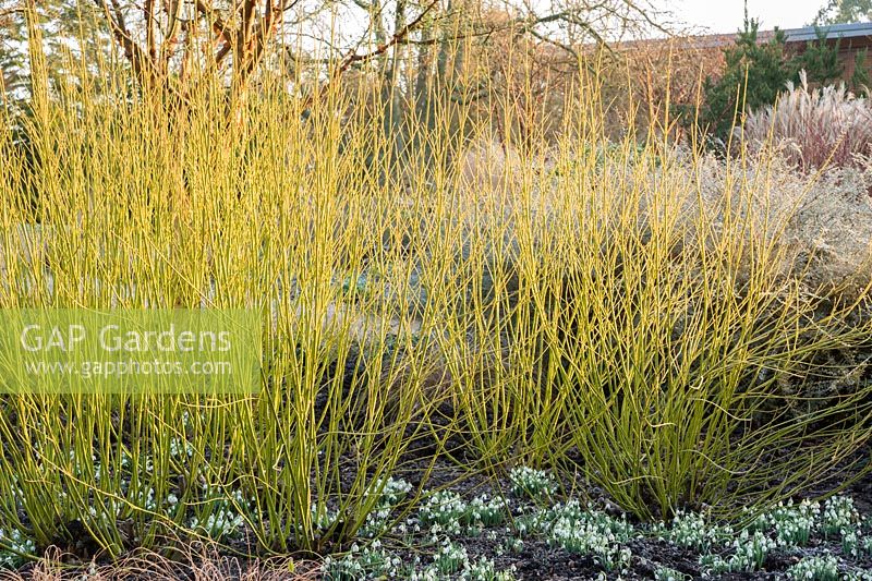 Cornus sericea 'Budd's Yellow' with snowdrops. Sir Harold Hillier Gardens, Ampfield, Romsey, Hants, UK