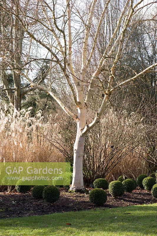 White barked Betula ermanii 'Grayswood Hill' surrounded by clipped box balls. Sir Harold Hillier Gardens, Ampfield, Romsey, Hants, UK