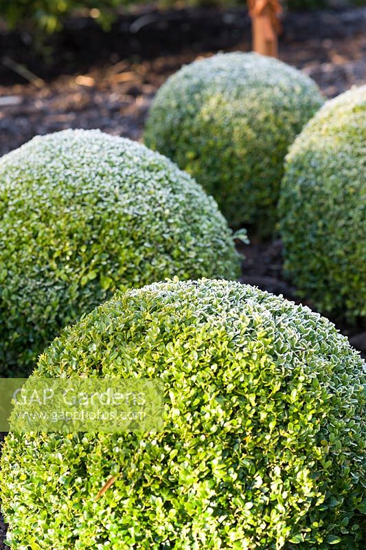 Buxus sempervirens - Frosted clipped box balls. Sir Harold Hillier Gardens, Ampfield, Romsey, Hants, UK