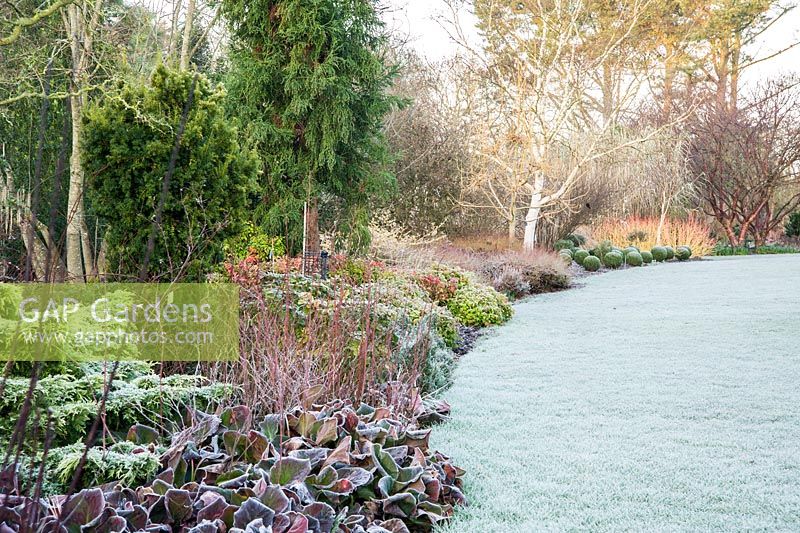 Frosty Winter garden includes colourful stems such as birches and dogwoods, evergreens such as bergenia, Euonymus minimus, Nandina domestica and clipped box balls. Sir Harold Hillier Gardens, Ampfield, Romsey, Hants, UK