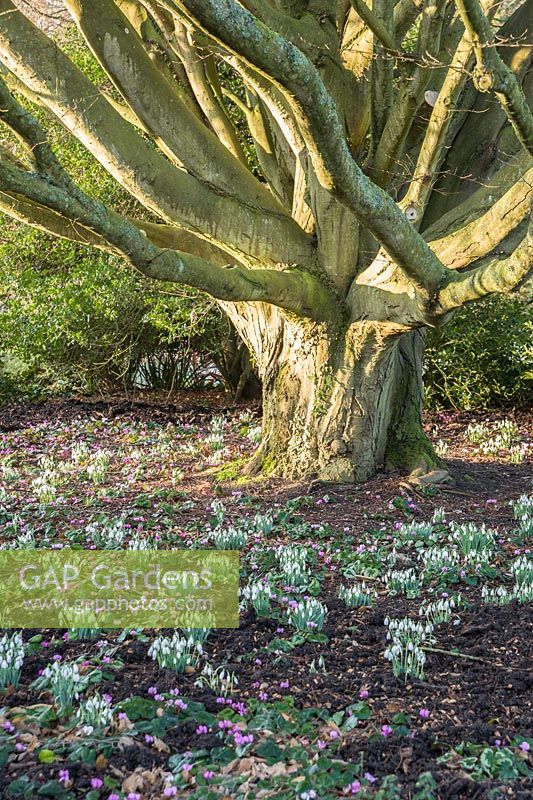 Snowdrops and Cyclamen coum below tree. Sir Harold Hillier Gardens, Ampfield, Romsey, Hants, UK