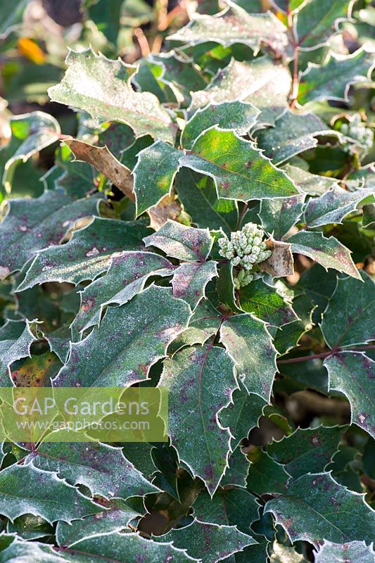 Mahonia aquifolium 'Cosmo Crawl'. Sir Harold Hillier Gardens, Ampfield, Romsey, Hants, UK