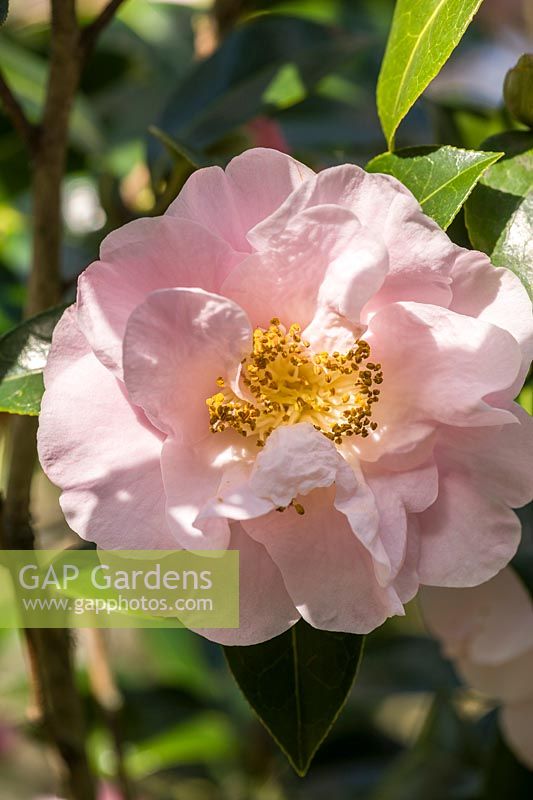 Camellia 'Felice Harris'. Sir Harold Hillier Gardens, Ampfield, Romsey, Hants, UK